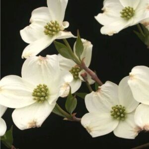 Chic White Faux Floral Arrangement